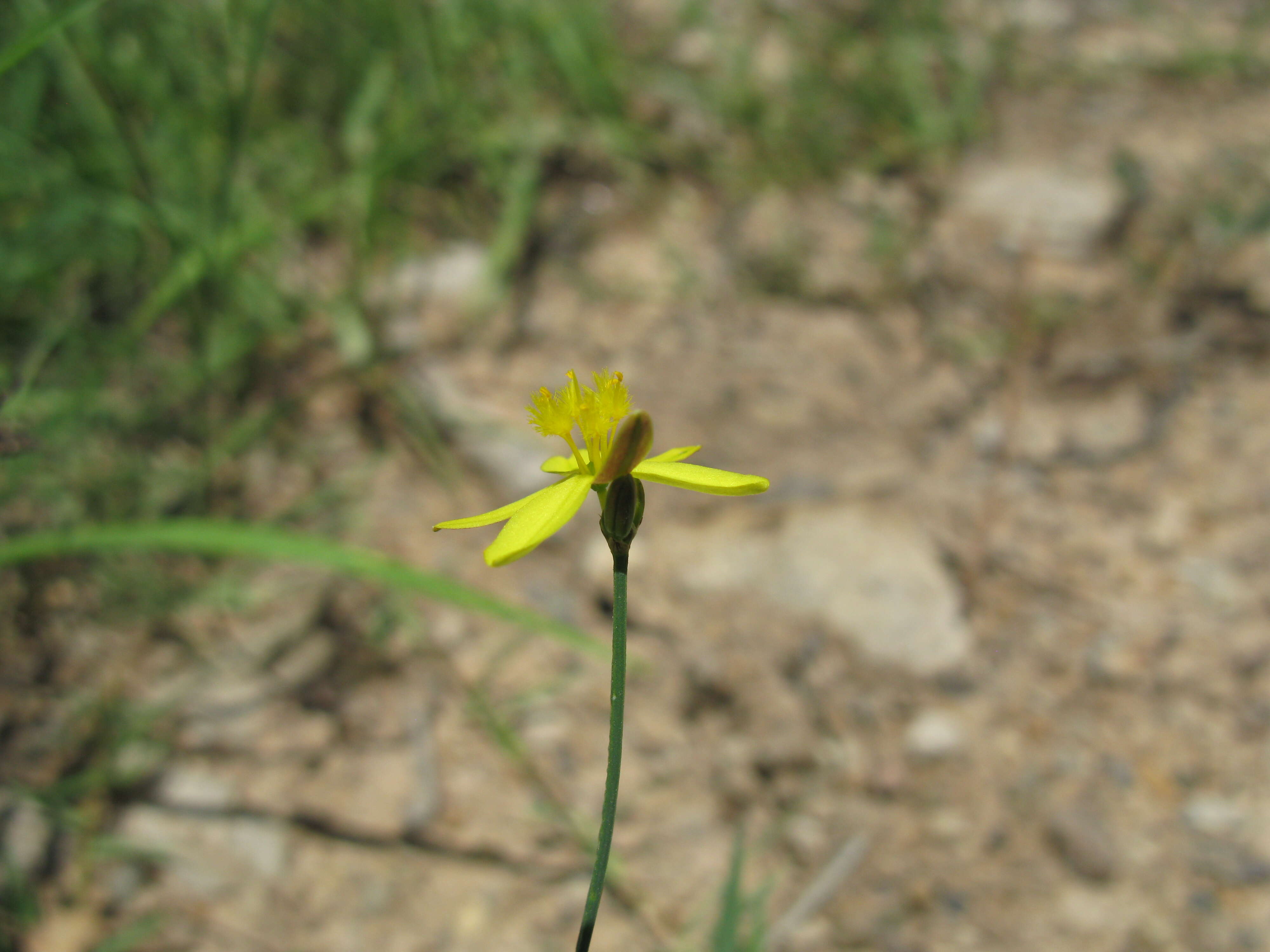 Image of Tricoryne elatior R. Br.