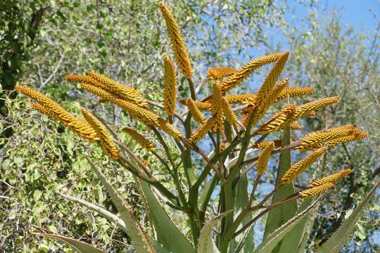 Image of Mountain aloe