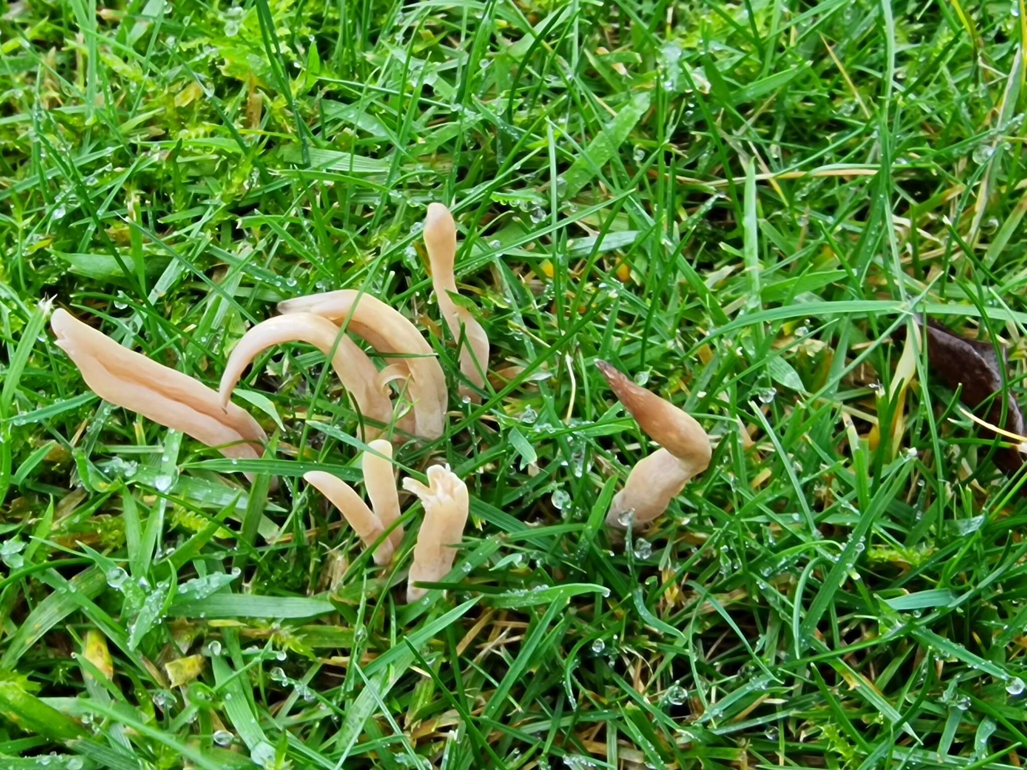 Image of Clavaria fumosa Pers. 1796