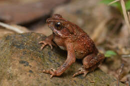 Ingerophrynus parvus (Boulenger 1887) resmi