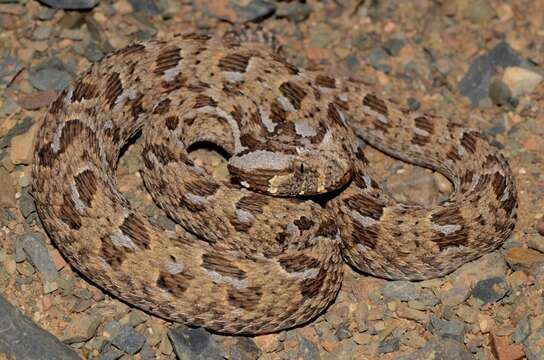 Image of Red Adder