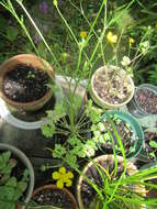 Image of hairy buttercup