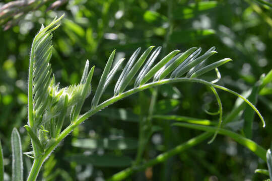 Image of bird vetch