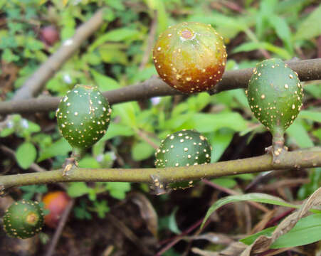 Image of Ficus heterophylla L. fil.