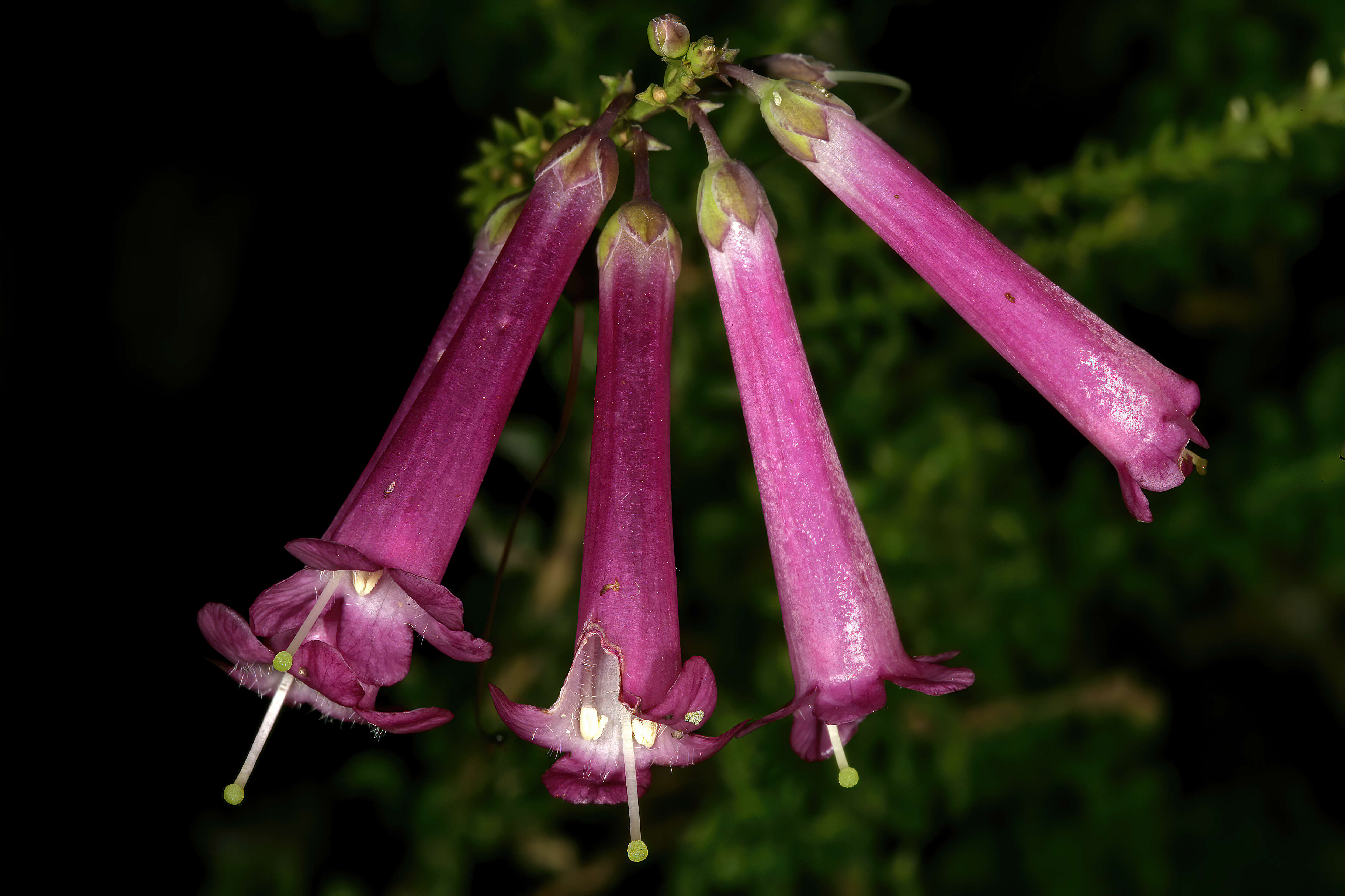 Imagem de Freylinia crispa E. J. van Jaarsveld