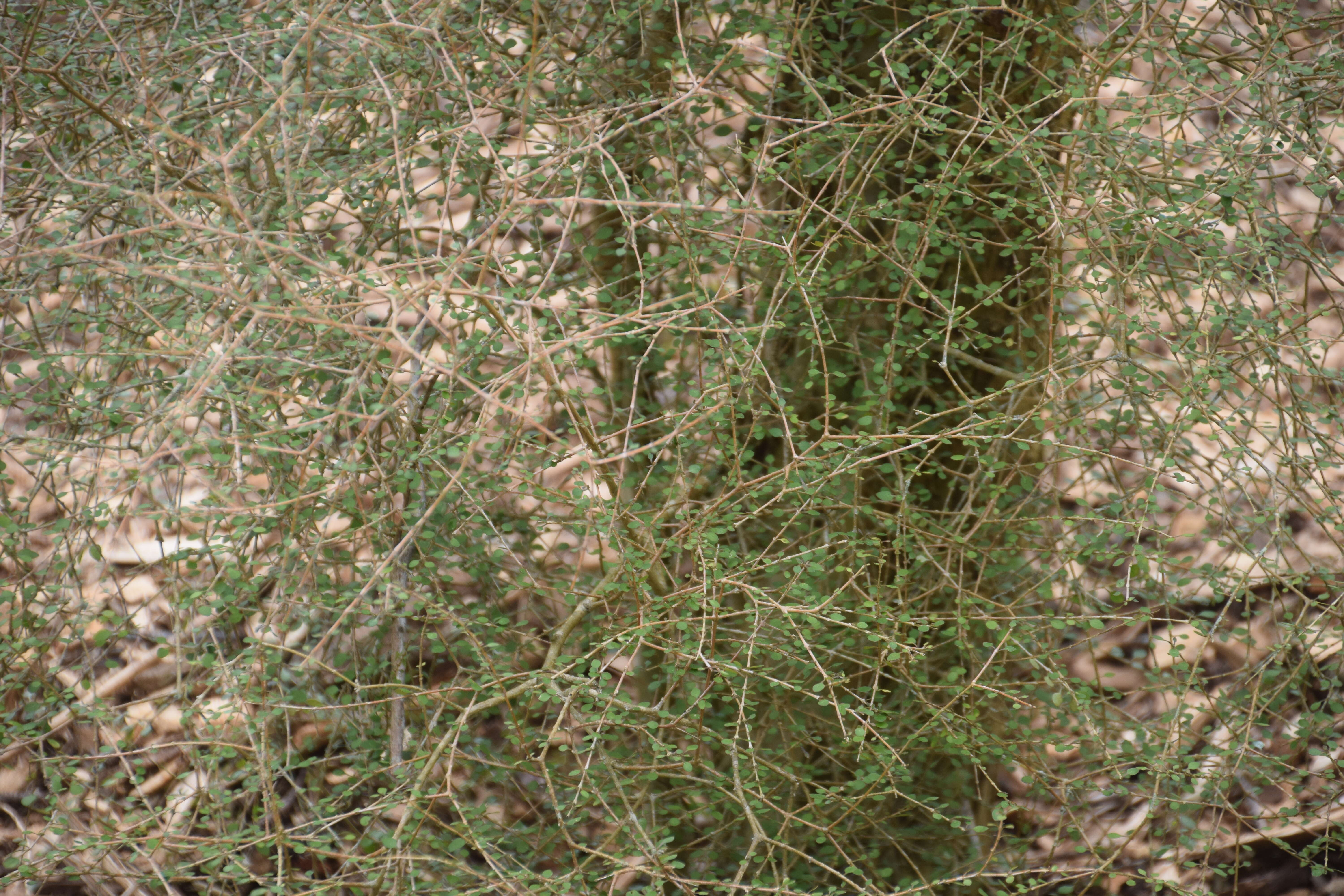 Image of Coprosma virescens Petrie