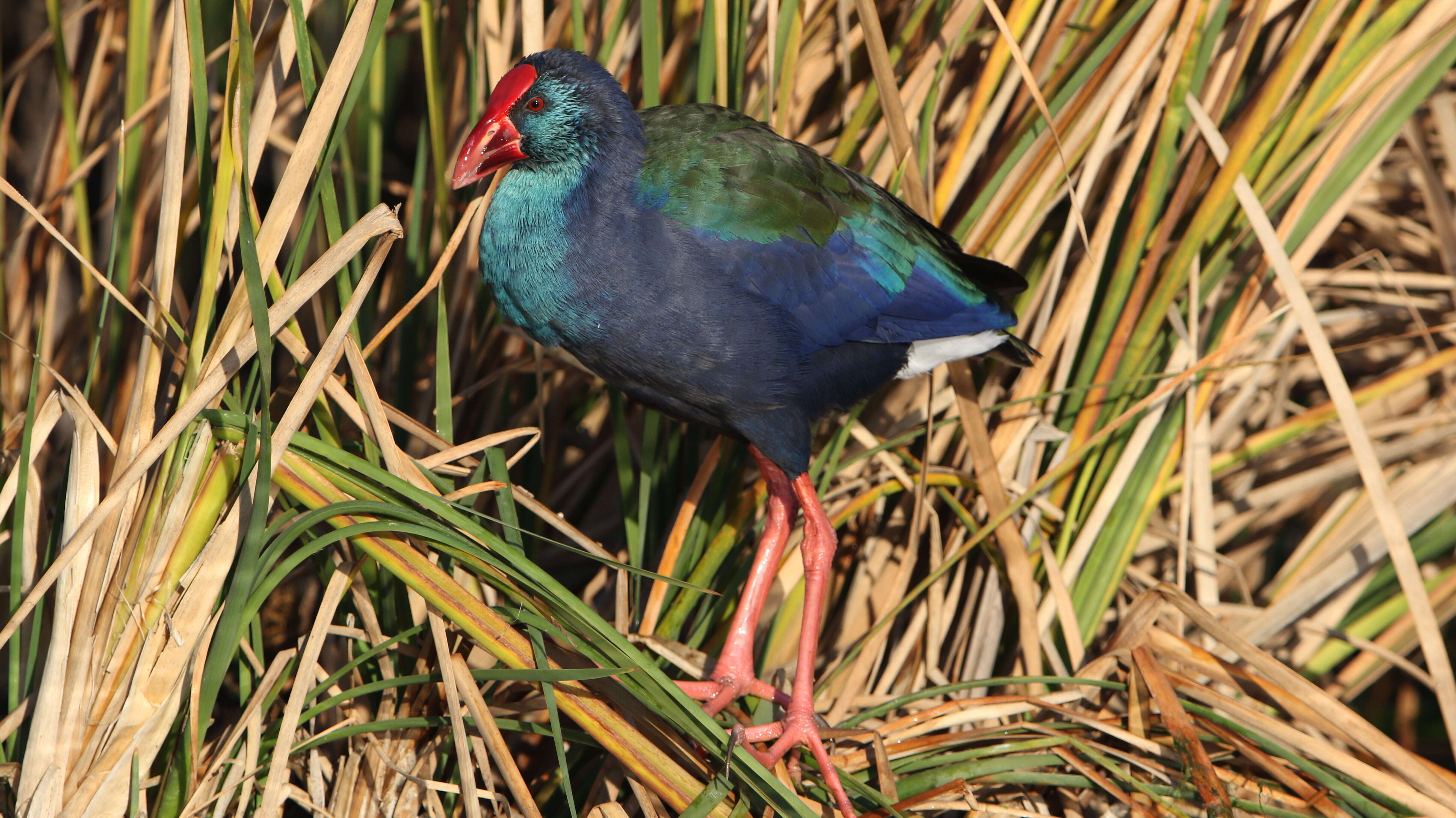 Image of African Swamphen