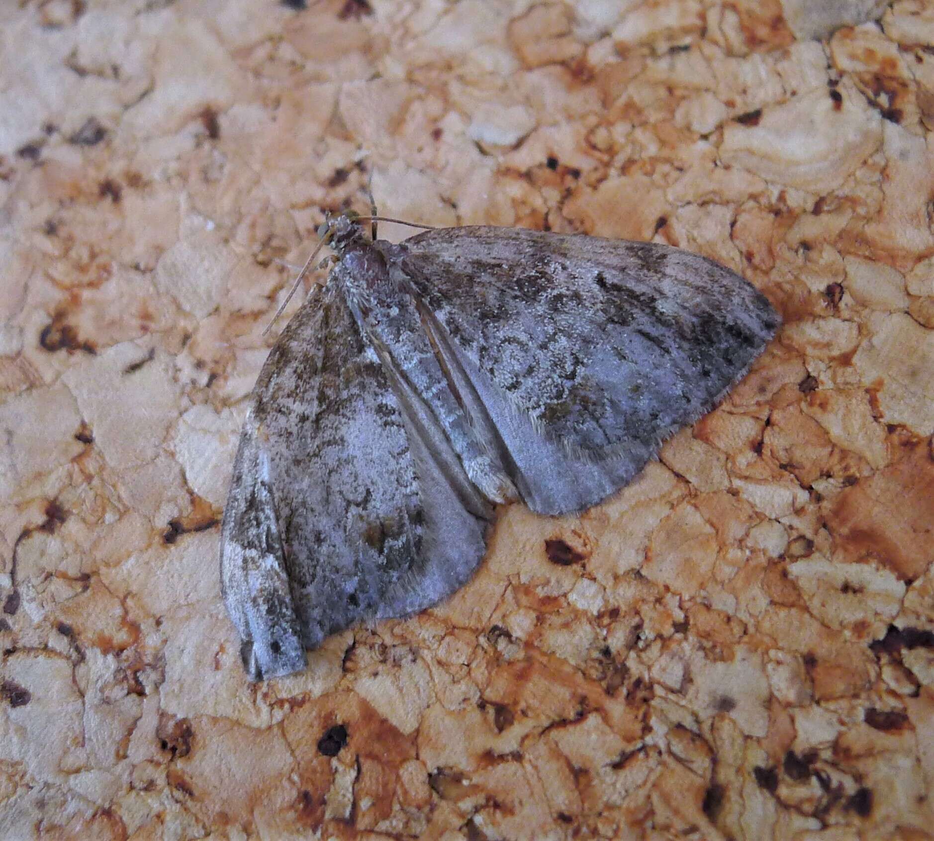 Image of common marbled carpet