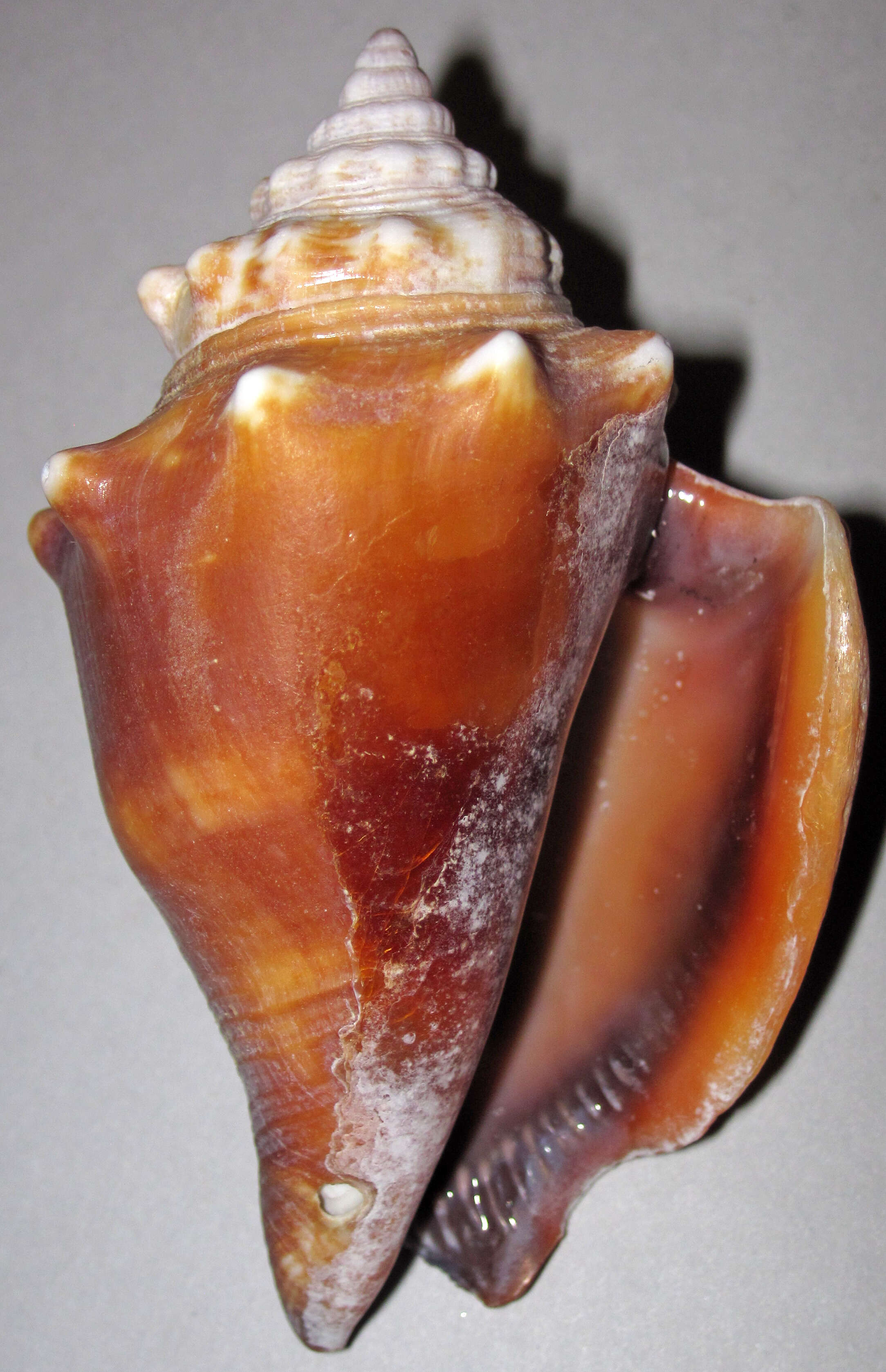 Image of Florida fighting conch