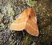 Image of lackey moth