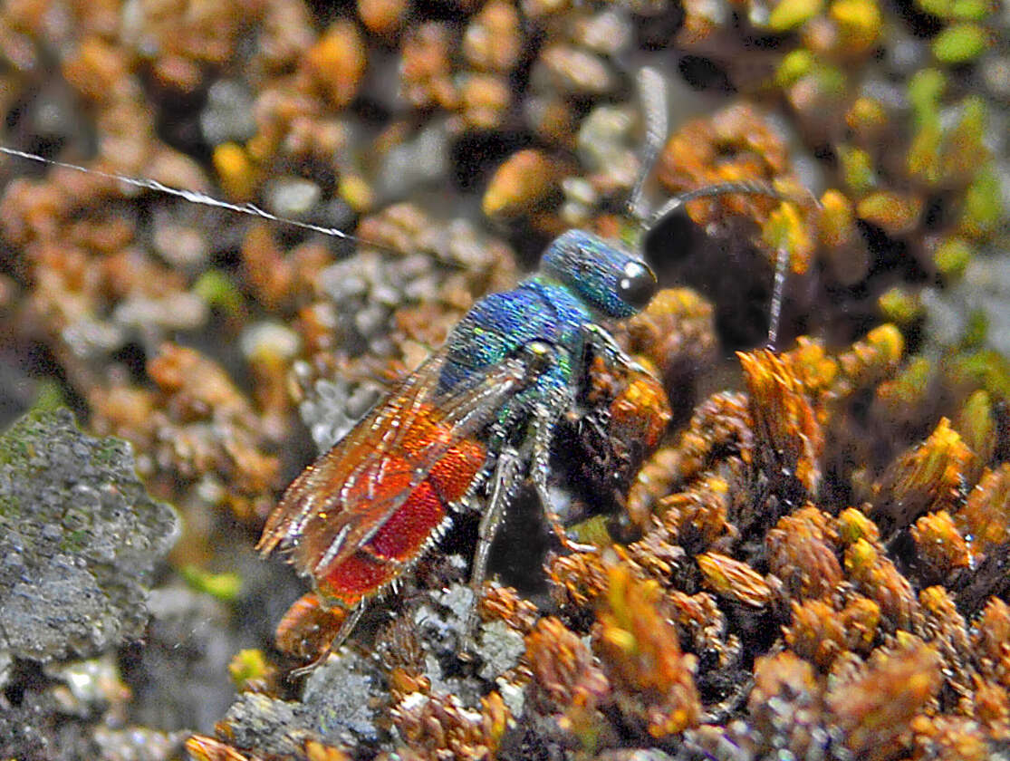 Image of Chrysis ruddii