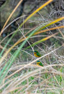 Image of Blue-breasted Bee-eater