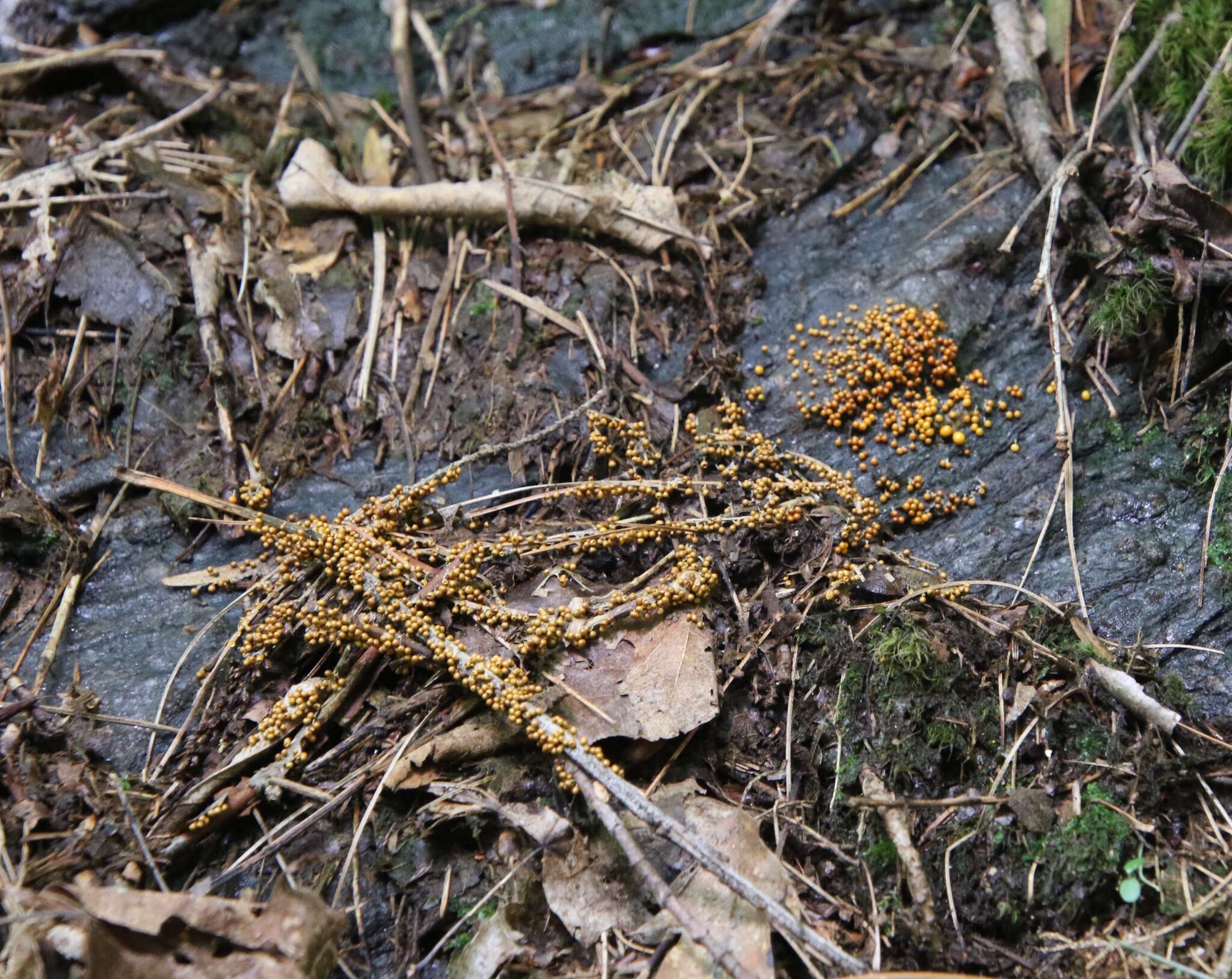 Image of Egg-shell Slime Mould