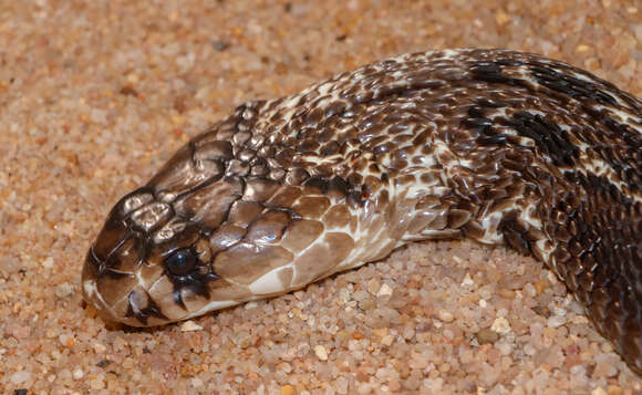 Image of Indian cobra