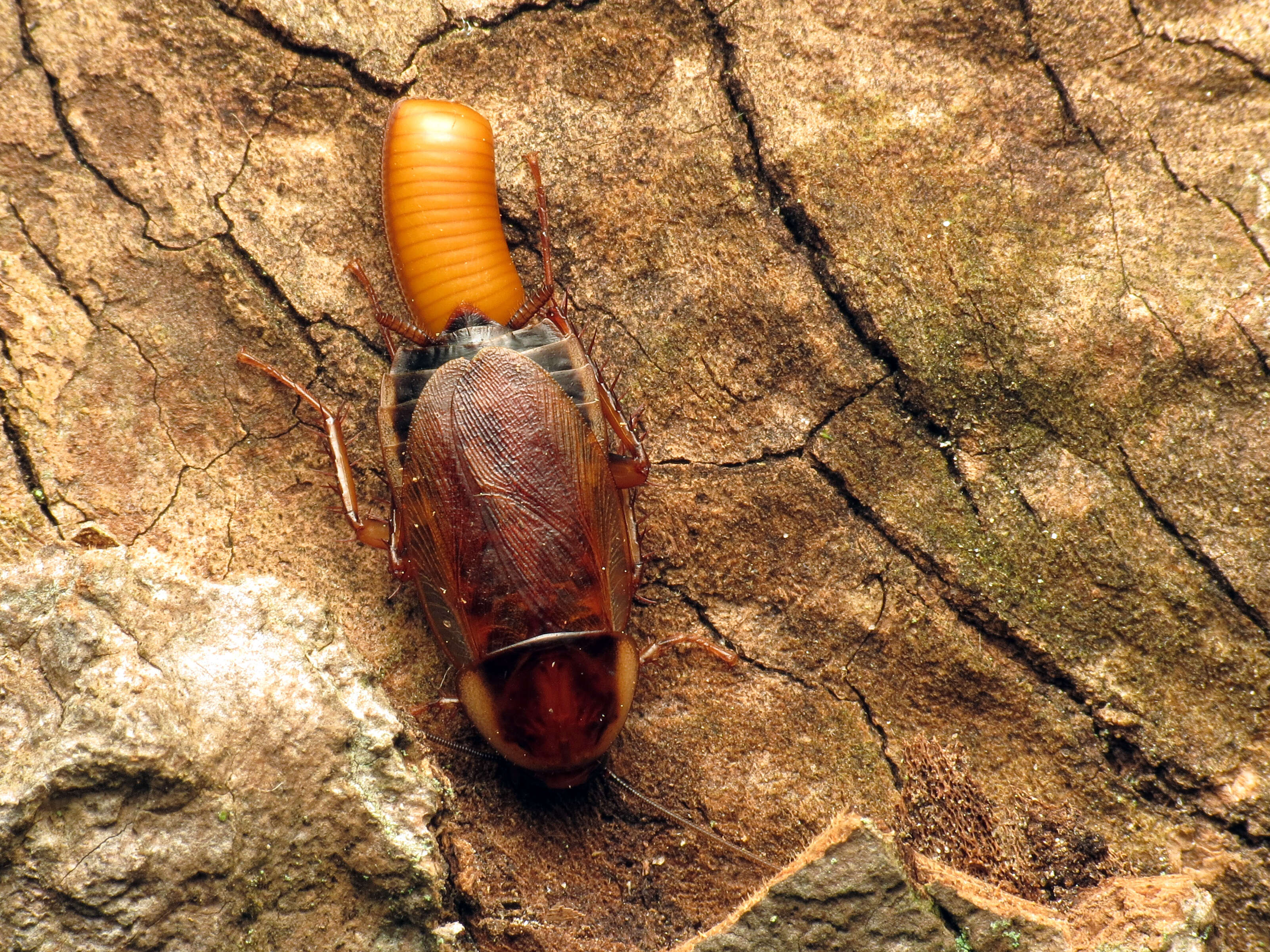 Image of Pennsylvania Wood Cockroach