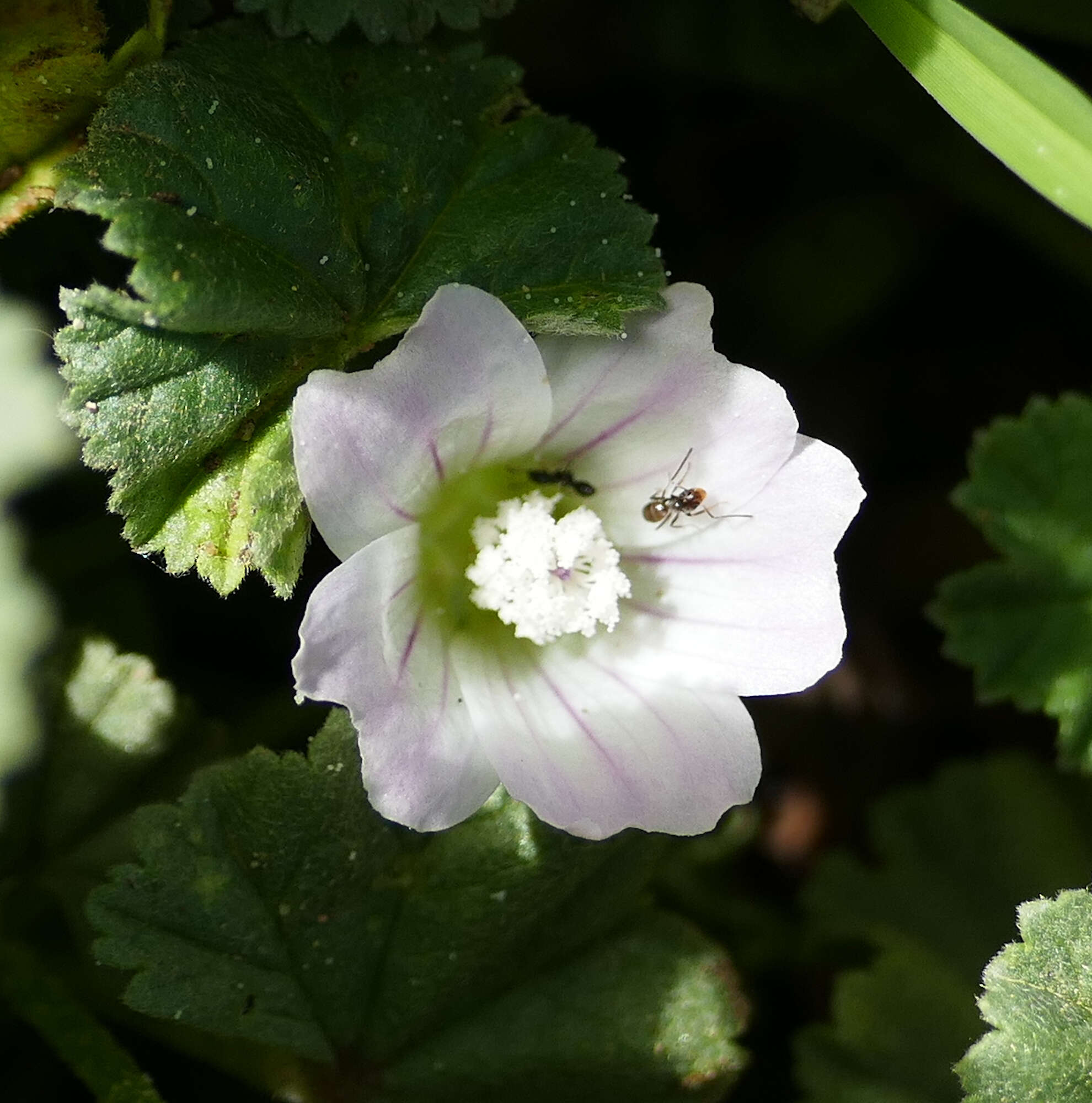 Image of common mallow