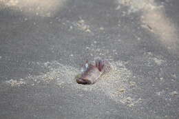 Image of red ghost crab