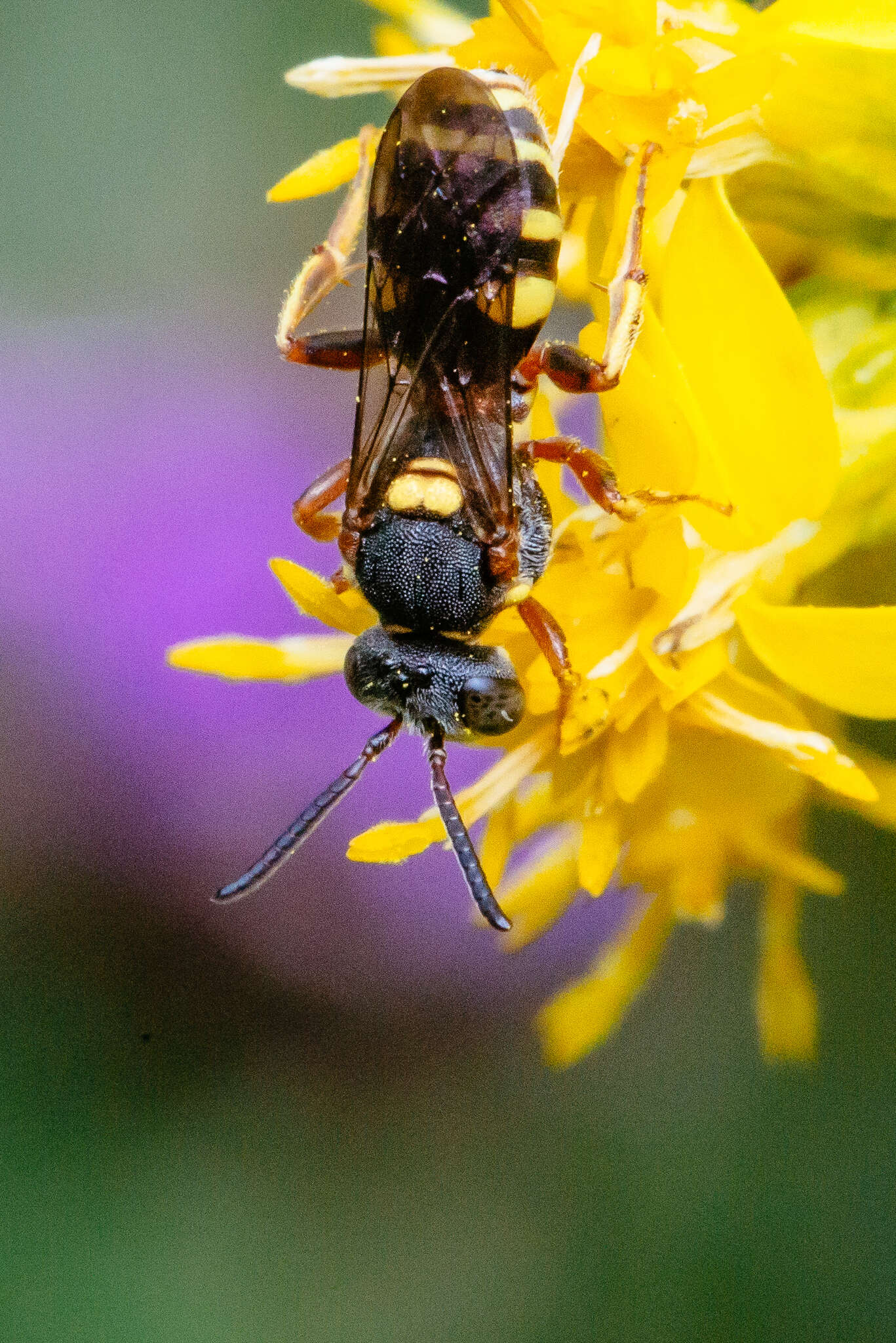 Image of Nomada placida Cresson 1863