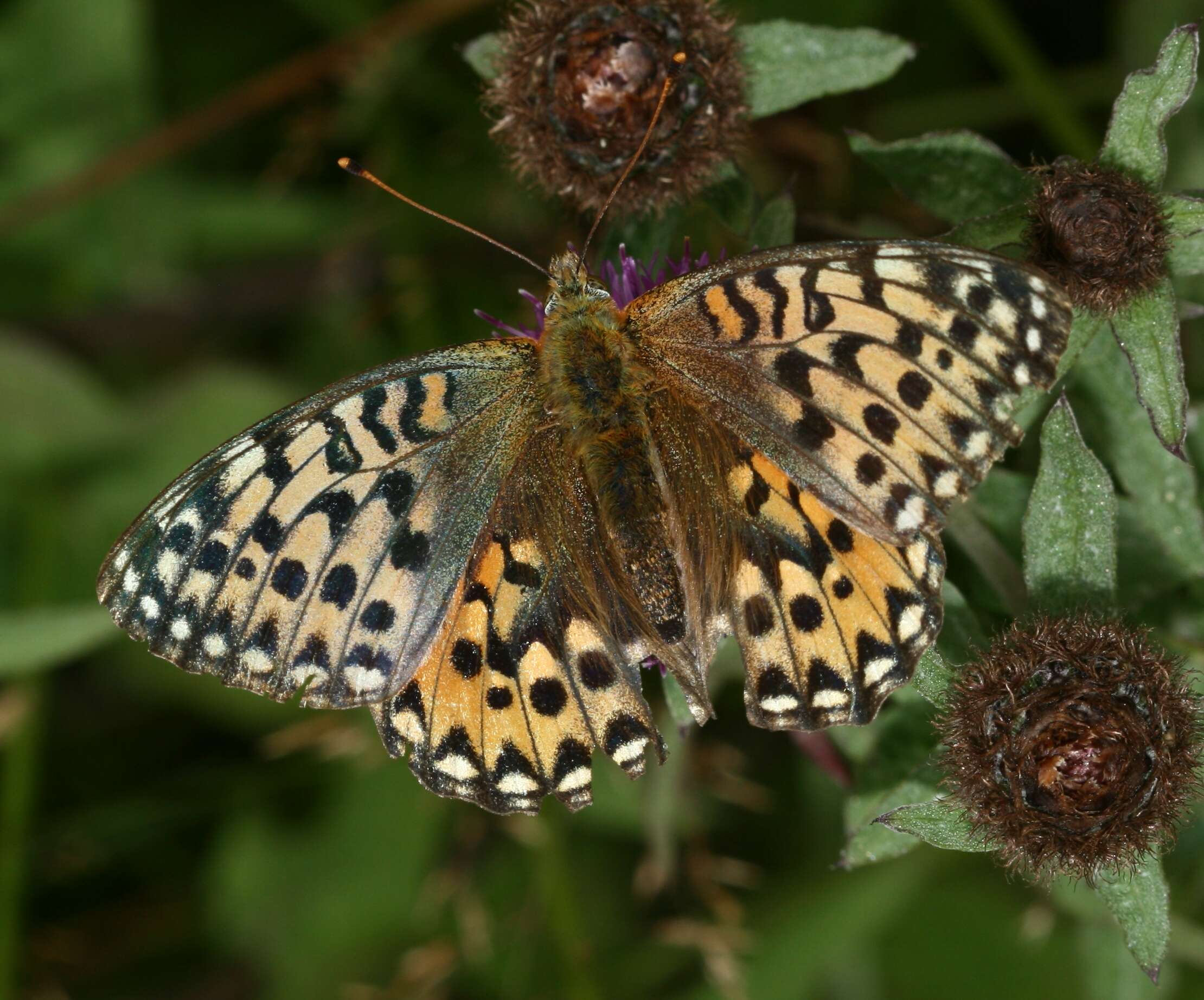 Image of Speyeria aglaja