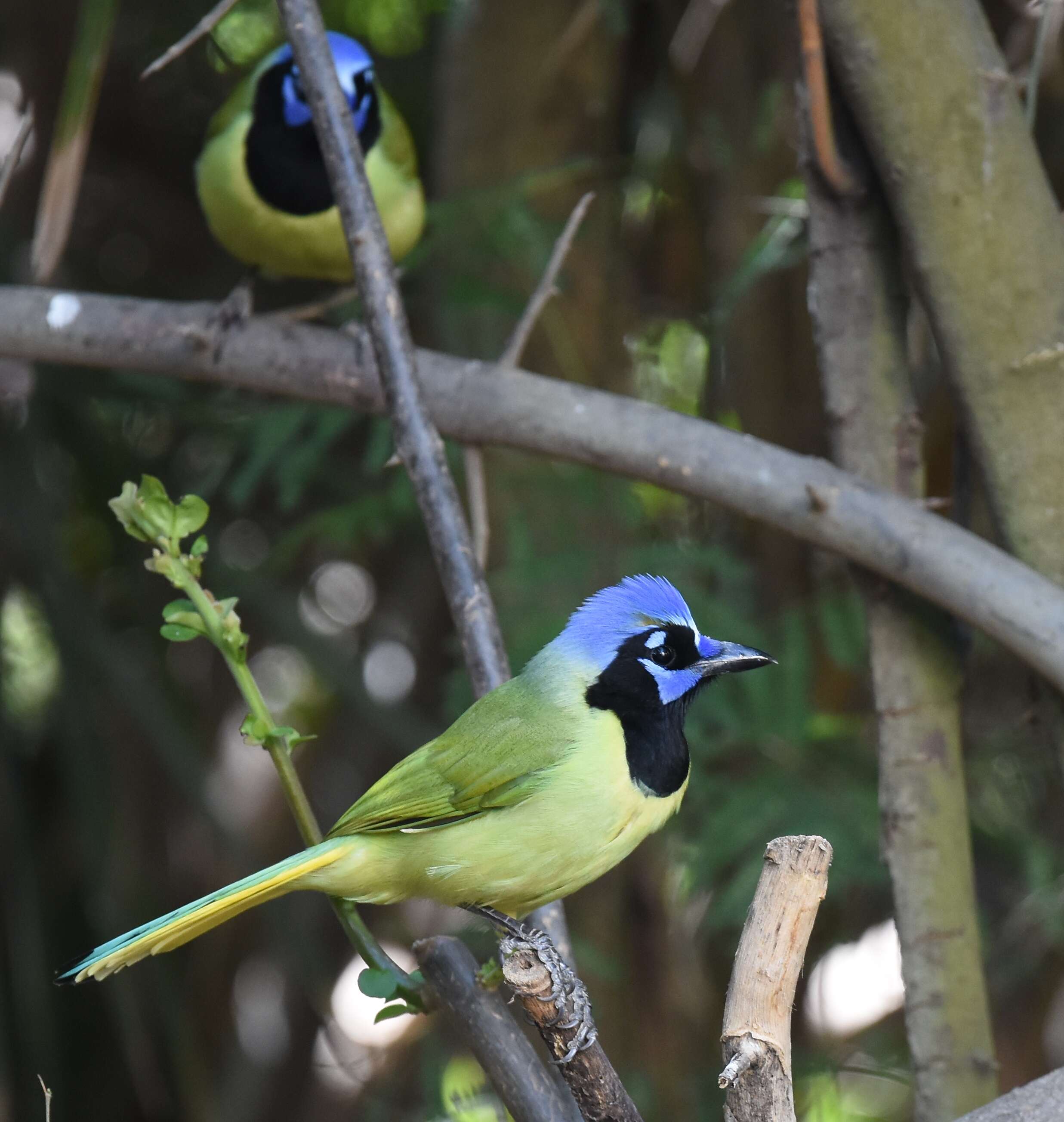 Image of Green Jay