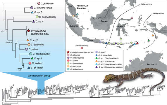 Image of Cyrtodactylus santana