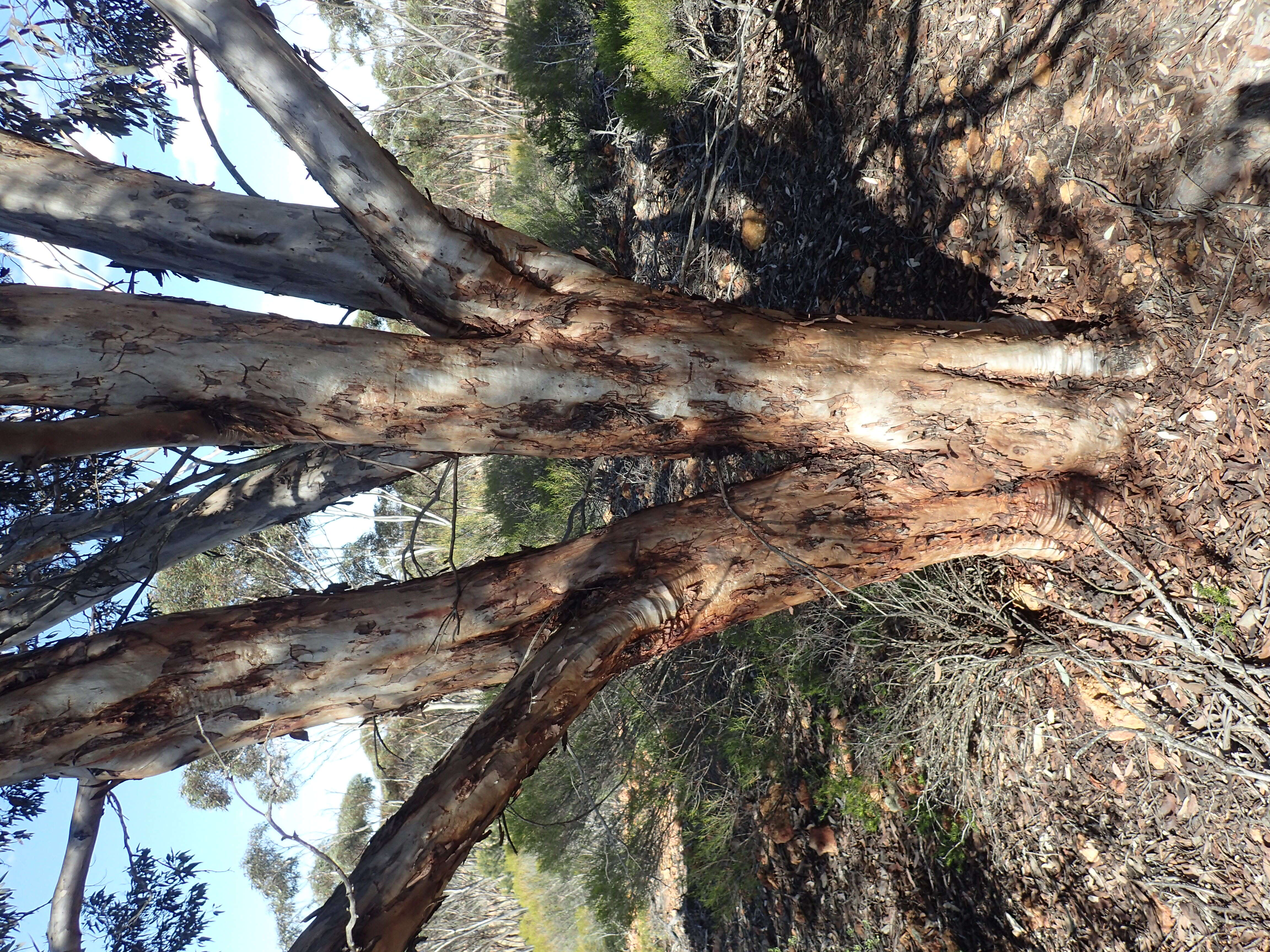 Image of Eucalyptus densa M. I. H. Brooker & S. D. Hopper