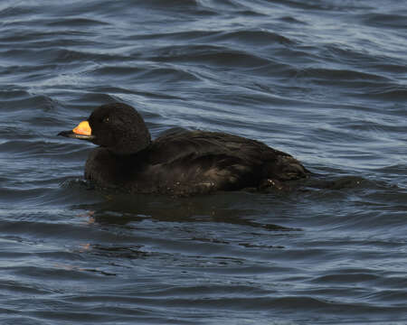 Image of American Scoter