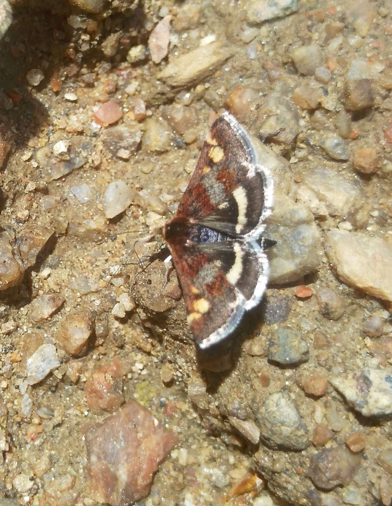 Image of Pyrausta porphyralis Schiffermüller 1775