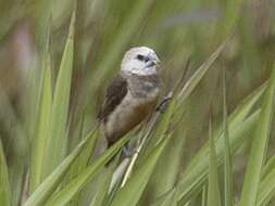 Image of Grey-banded Mannikin