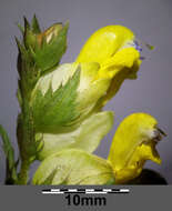 Image of late-flowering yellow rattle