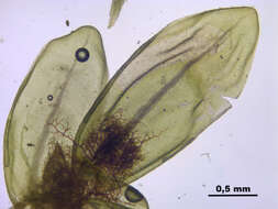 Image of turgid aulacomnium moss