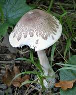 Macrolepiota mastoidea (Fr.) Singer 1951 resmi