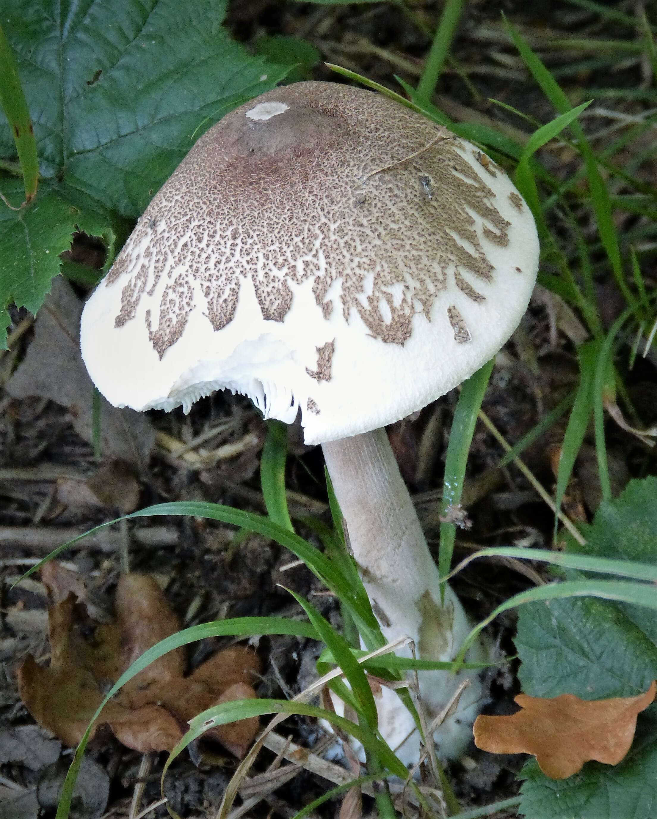 Macrolepiota mastoidea (Fr.) Singer 1951 resmi