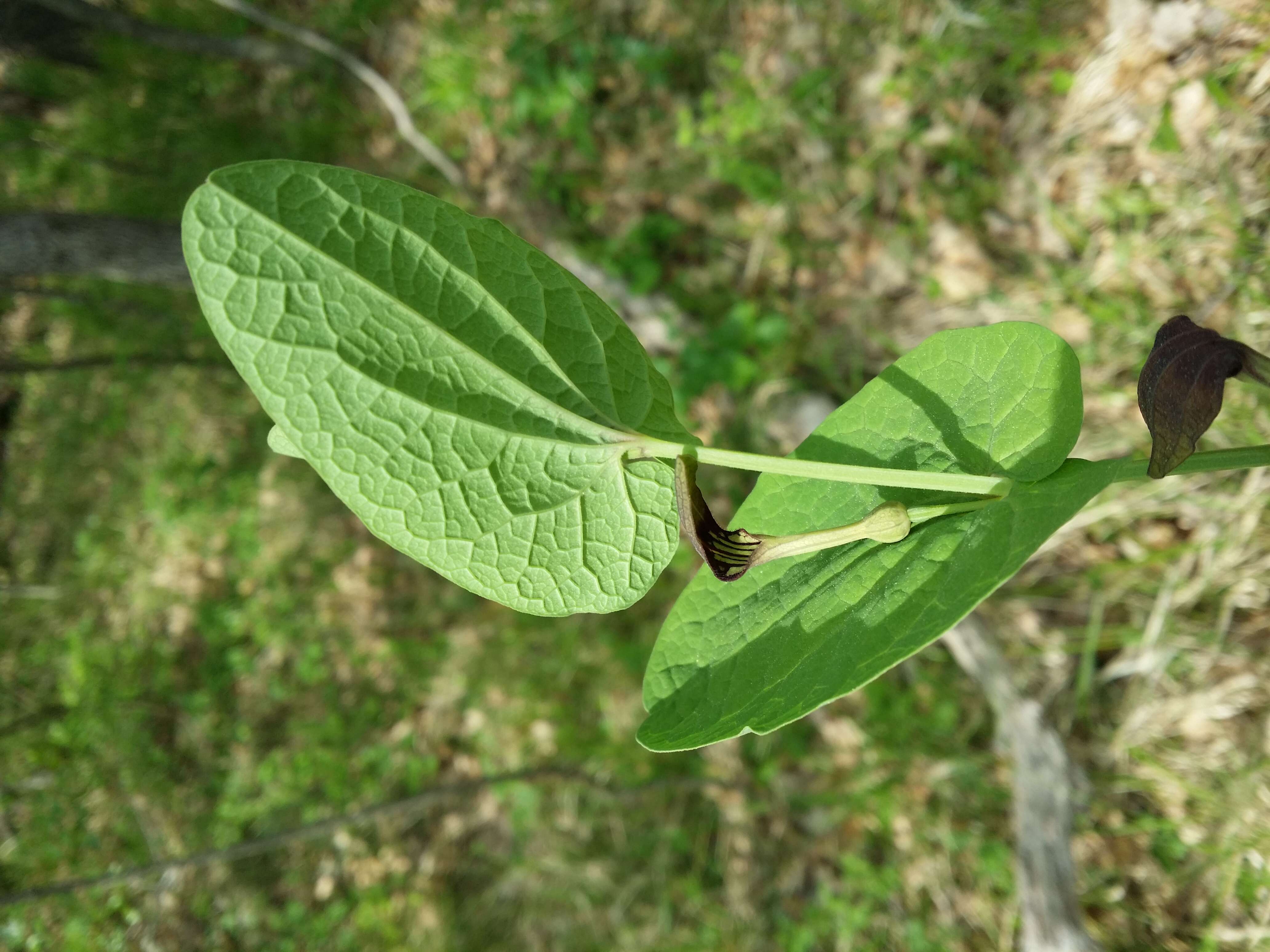 Image of Smearwort