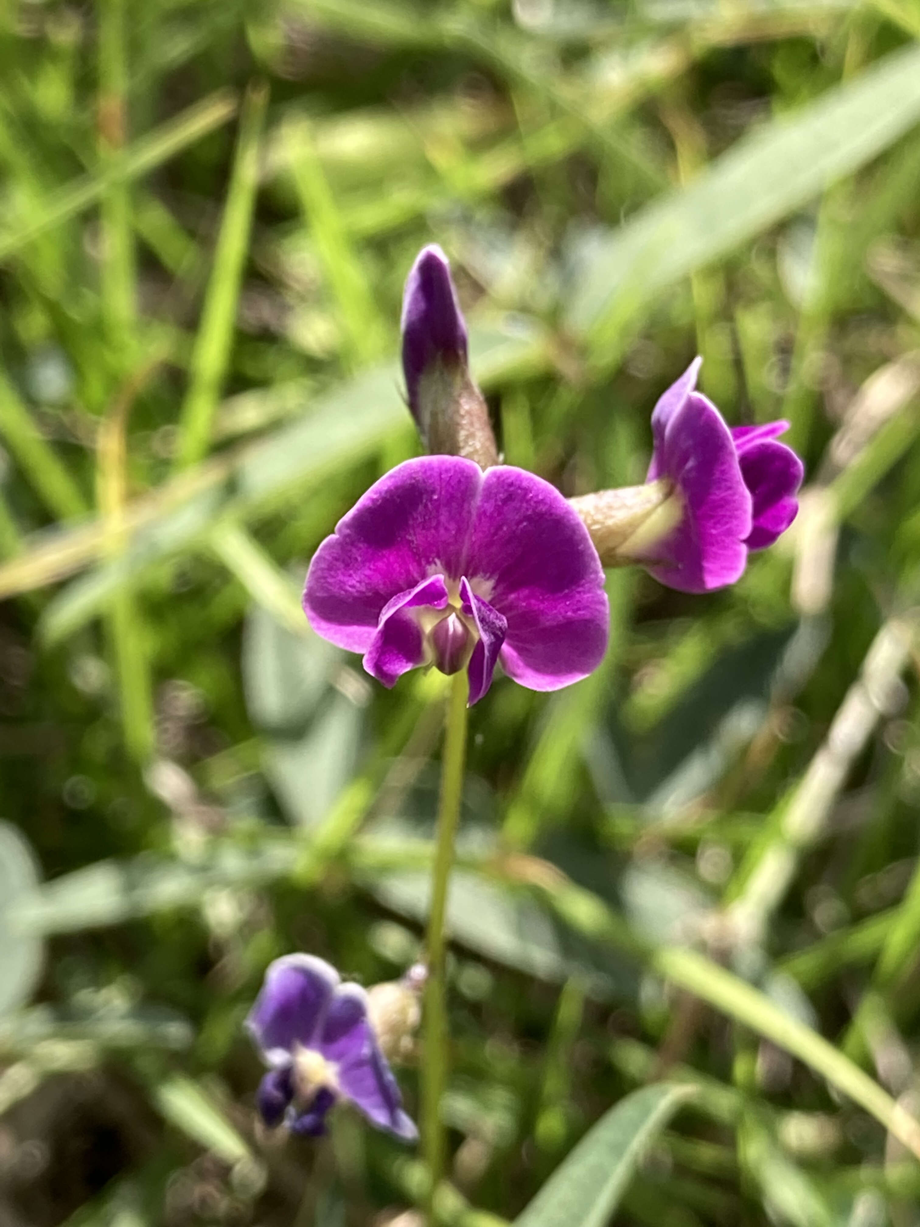 Glycine tabacina (Labill.) Benth. resmi