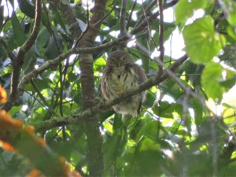 Image of Tamaulipas Pygmy Owl