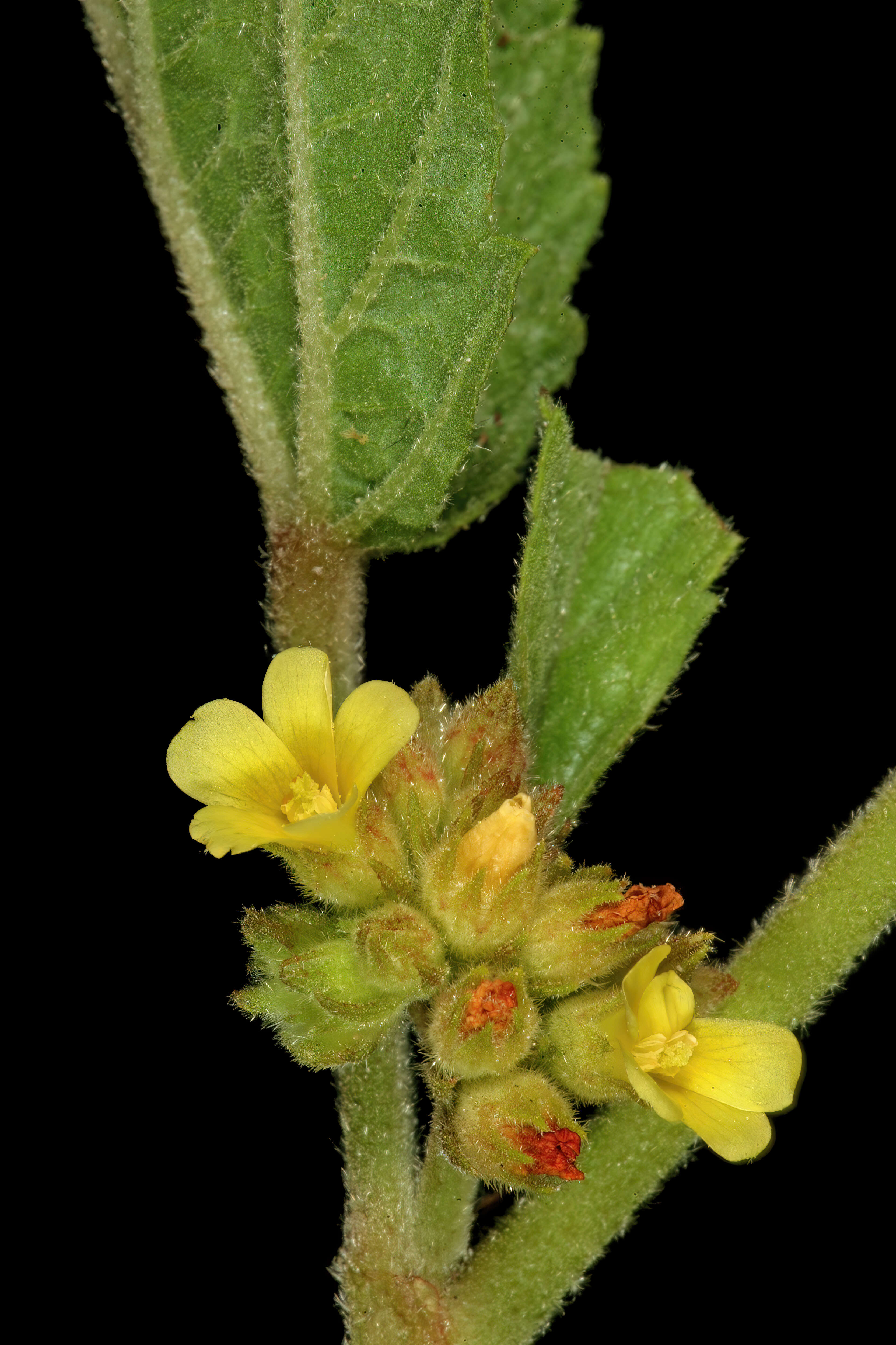 Imagem de Waltheria indica L.