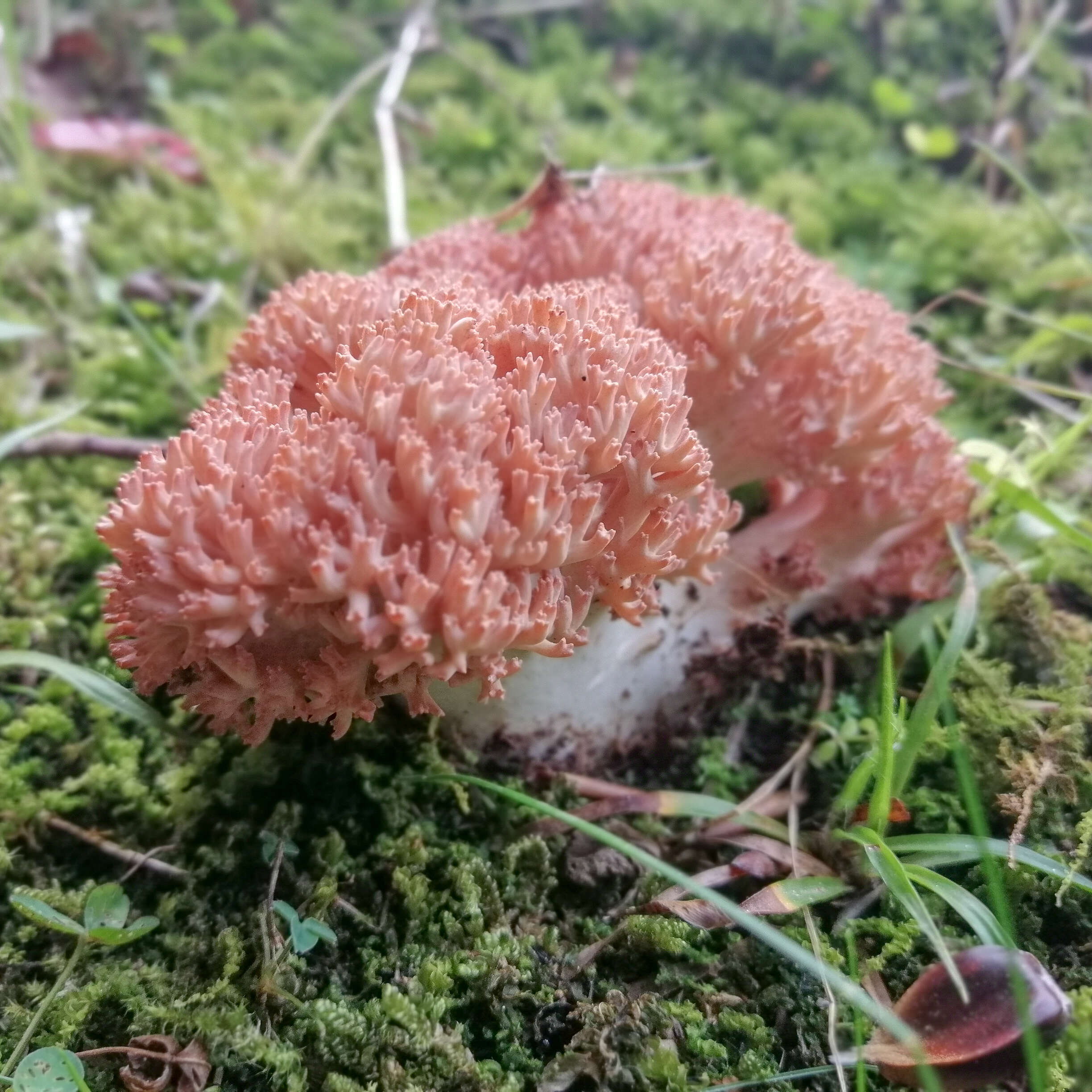 Image of Cauliflower coral