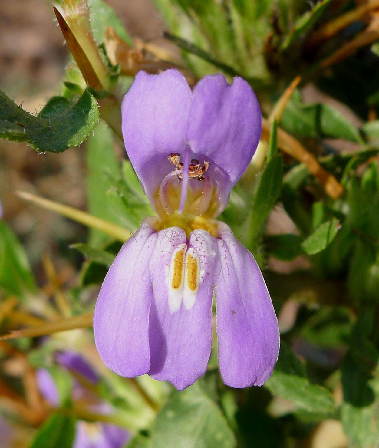 Image of Hygrophila schulli (Buch.-Ham.) M. R. Almeida & S. M. Almeida