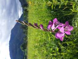 Imagem de Gladiolus imbricatus L.