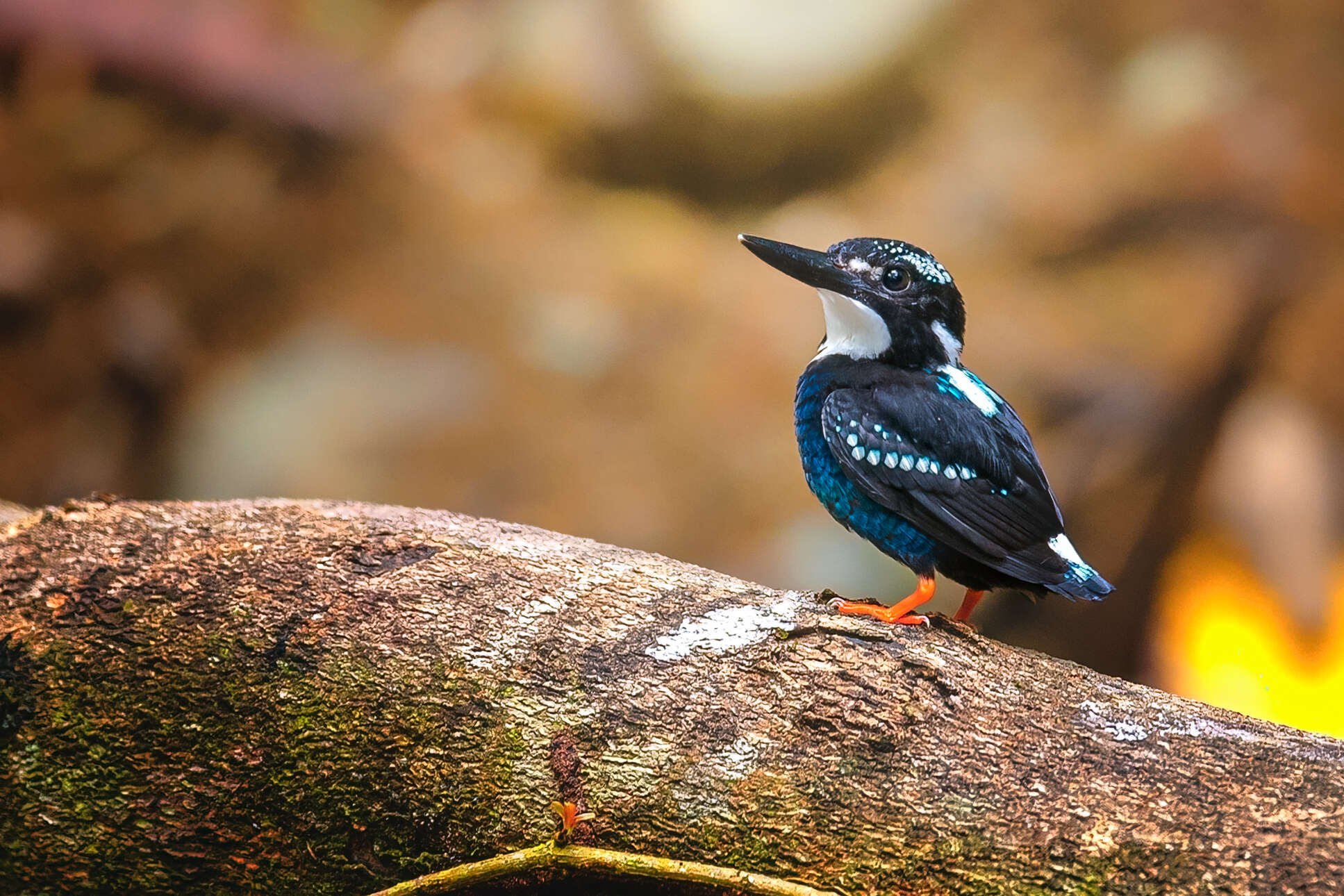 Image of Southern Silvery Kingfisher