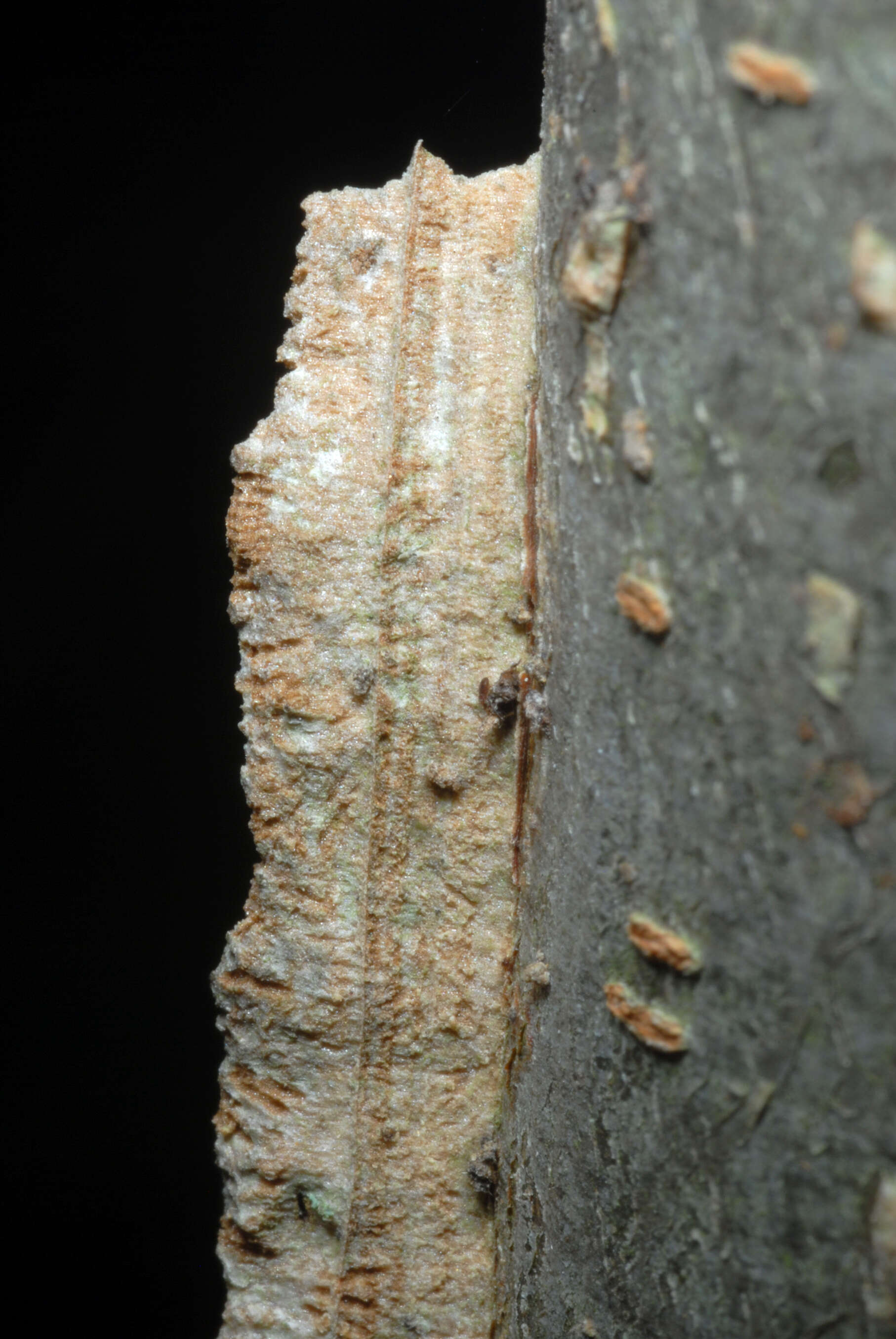 Image of cork elm