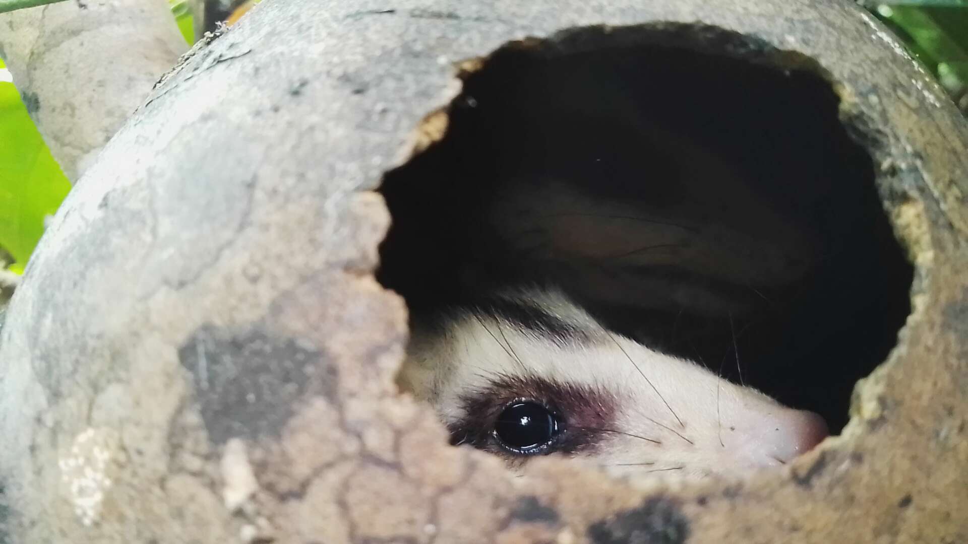 Image of White-eared Opossum