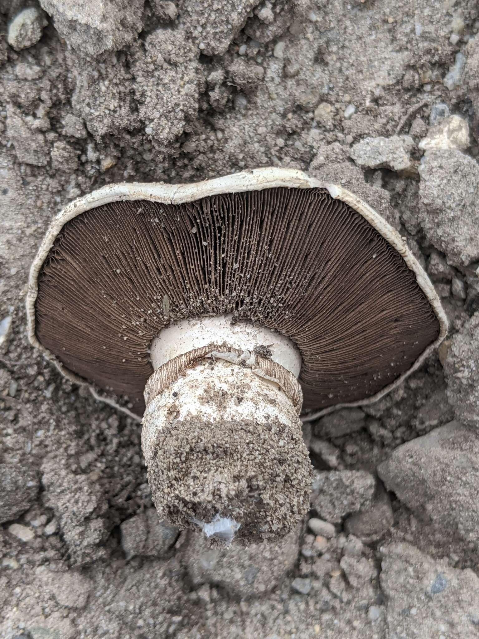 Imagem de Agaricus bitorquis (Quél.) Sacc. 1887