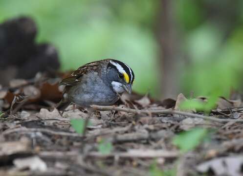 Image of White-throated Sparrow