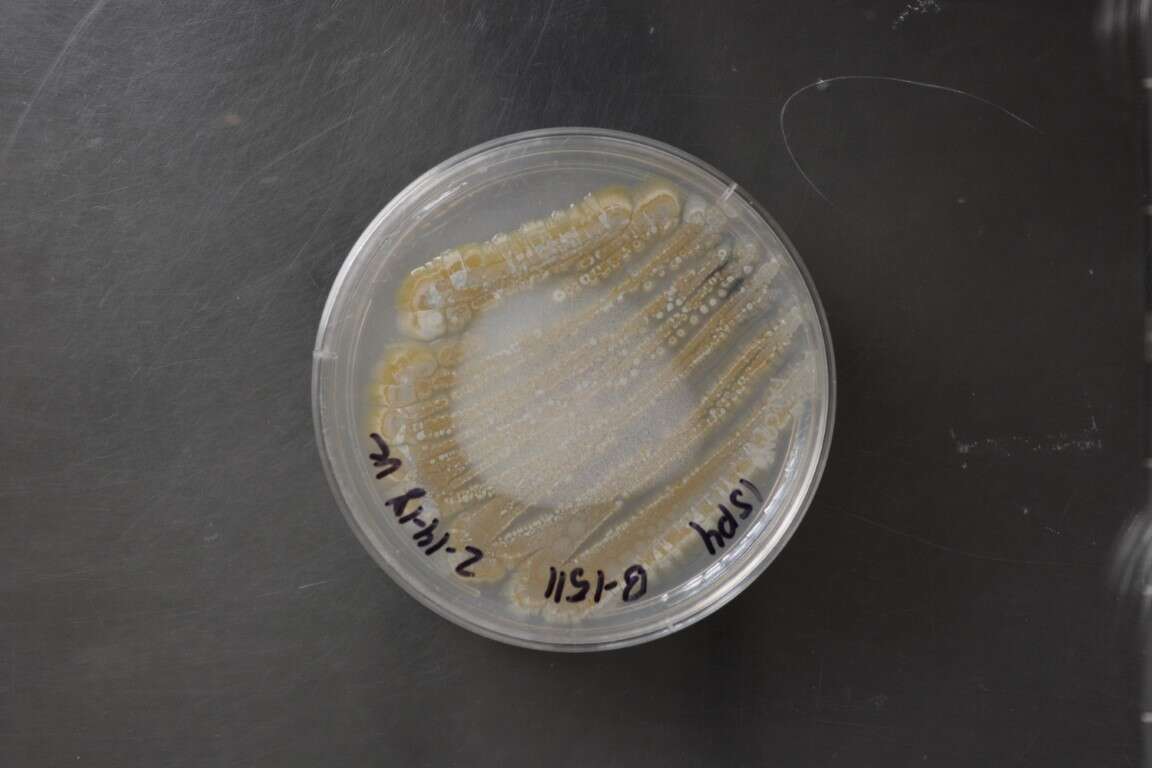 Sivun Streptomycetales kuva