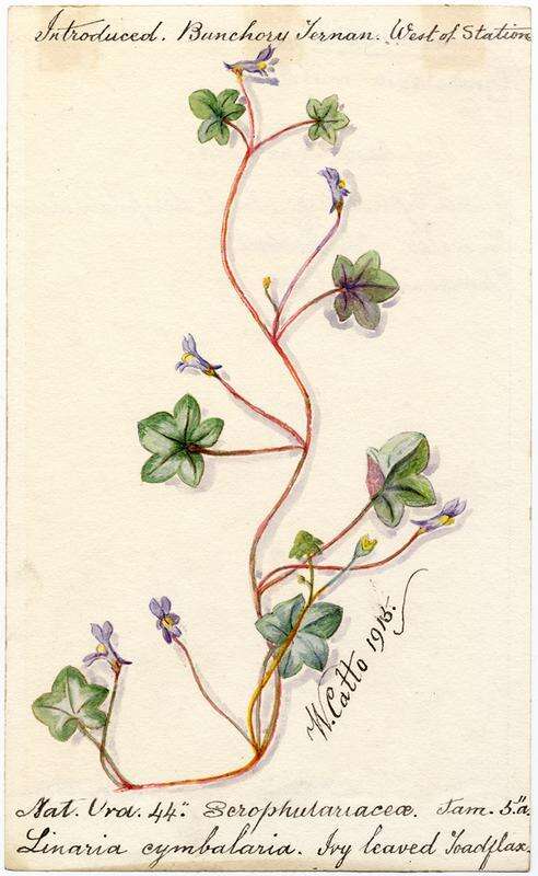 Image of Ivy-leaved Toadflax