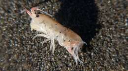 Image of California beach flea