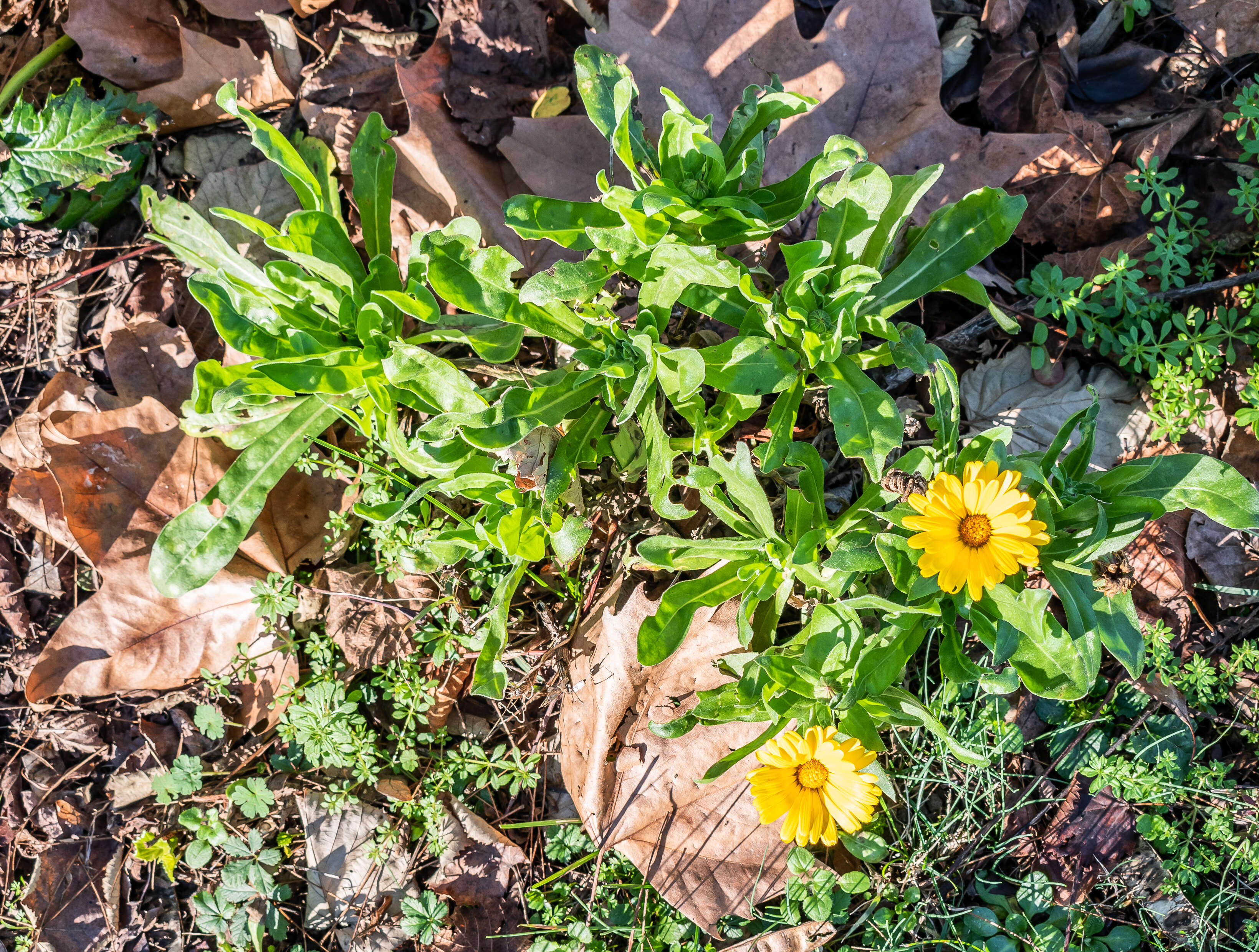 Image of pot marigold