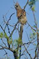 Image of White-backed Mousebird